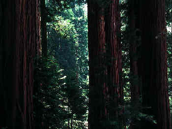 Massive Trees in Rainforest